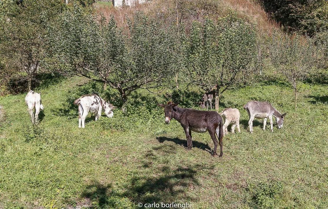 A Small House In A Fairytale Village Taceno 0*,  Italien